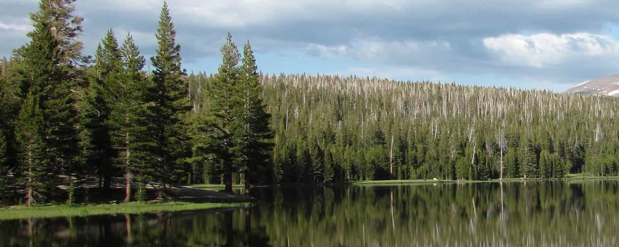 Pine trees near water