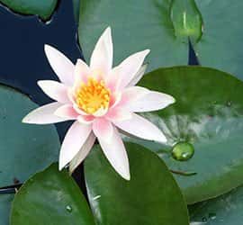 Evergreen Natural Healing Acupuncture and Herbs