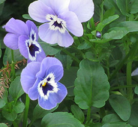 Evergreen Natural Healing Acupuncture and Herbs