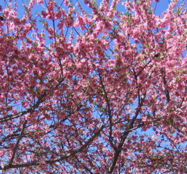 sakura
